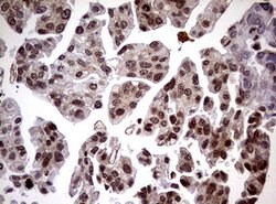 USP44 Mouse anti-Human, Clone: OTI1F9, lyophilized, TrueMAB 100 &mu;g;