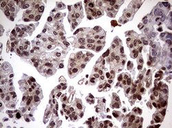 USP44 Monoclonal Antibody (OTI1F9), TrueMAB , OriGene 100 &mu;L; Unconjugated:Antibodies,