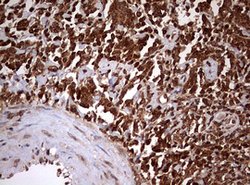USP44 Mouse anti-Human, Clone: OTI1F9, lyophilized, TrueMAB 100 &mu;g;