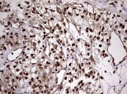 USP44 Mouse anti-Human, Clone: OTI1F9, lyophilized, TrueMAB 100 &mu;g;