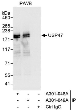 USP47 Rabbit anti-Human, Polyclonal, Bethyl Laboratories 100 &mu;L; Unconjugated:Antibodies,