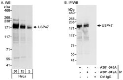 USP47 Rabbit anti-Human, Polyclonal, Bethyl Laboratories 100 &mu;L; Unconjugated:Antibodies,
