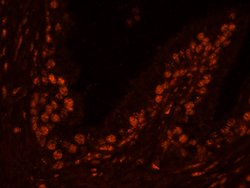 USP47 Polyclonal Antibody, Bethyl Laboratories 100 &mu;L; Unconjugated:Antibodies,