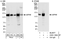 USP48 Rabbit anti-Human, Mouse, Polyclonal, Bethyl Laboratories 100 &mu;L;