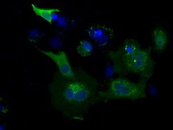 USP5 Mouse anti-Human, Clone: OTI2F5, lyophilized, TrueMAB 100 &mu;g; Unconjugated:Antibodies,