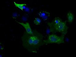 USP5 Monoclonal Antibody (OTI2F5), TrueMAB , OriGene 30 &mu;L; Unconjugated:Antibodies,