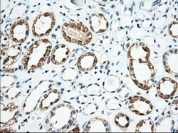 USP5 Monoclonal Antibody (OTI1F8), TrueMAB , OriGene 100 &mu;L; Unconjugated:Antibodies,