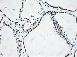USP5 Mouse anti-Human, Clone: OTI2F5, lyophilized, TrueMAB 100 &mu;g; Unconjugated:Antibodies,
