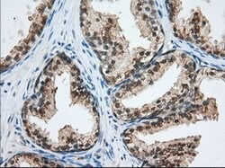 USP5 Mouse anti-Human, Clone: OTI2F5, lyophilized, TrueMAB 100 &mu;g; Unconjugated:Antibodies,