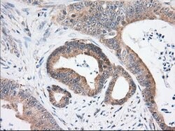 USP5 Mouse anti-Human, Clone: OTI2F5, lyophilized, TrueMAB 100 &mu;g; Unconjugated:Antibodies,