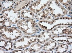 USP5 Mouse anti-Human, Clone: OTI2F5, lyophilized, TrueMAB 100 &mu;g; Unconjugated:Antibodies,