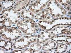 USP5 Monoclonal Antibody (OTI2F5), TrueMAB , OriGene 30 &mu;L; Unconjugated:Antibodies,