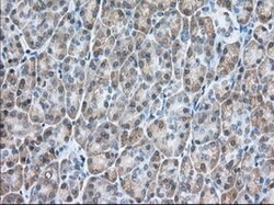 USP5 Mouse anti-Canine, Human, Rat, Clone: OTI2E3, lyophilized, TrueMAB