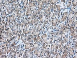 USP5 Monoclonal Antibody (OTI2E3), TrueMAB , OriGene 30 &mu;L; Unconjugated:Antibodies,
