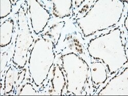 USP5 Mouse anti-Canine, Human, Rat, Clone: OTI2E3, lyophilized, TrueMAB