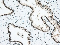 USP5 Mouse anti-Canine, Human, Rat, Clone: OTI2E3, lyophilized, TrueMAB