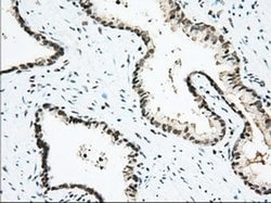 USP5 Monoclonal Antibody (OTI2E3), TrueMAB , OriGene 30 &mu;L; Unconjugated:Antibodies,