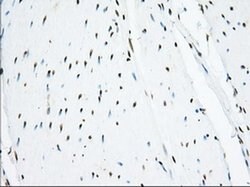 USP5 Monoclonal Antibody (OTI2E3), TrueMAB , OriGene 30 &mu;L; Unconjugated:Antibodies,