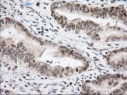 USP5 Monoclonal Antibody (OTI2E3), TrueMAB , OriGene 30 &mu;L; Unconjugated:Antibodies,
