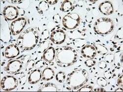 USP5 Mouse anti-Canine, Human, Rat, Clone: OTI2E3, lyophilized, TrueMAB