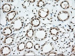USP5 Monoclonal Antibody (OTI2E3), TrueMAB , OriGene 30 &mu;L; Unconjugated:Antibodies,