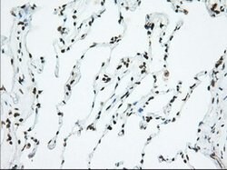USP5 Mouse anti-Canine, Human, Rat, Clone: OTI2E3, lyophilized, TrueMAB