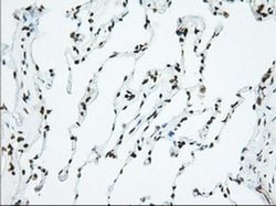 USP5 Monoclonal Antibody (OTI2E3), TrueMAB , OriGene 30 &mu;L; Unconjugated:Antibodies,