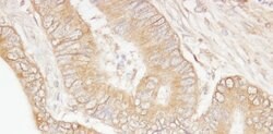 USP5/IsoT Rabbit anti-Human, Polyclonal, Bethyl Laboratories 100 &mu;L;