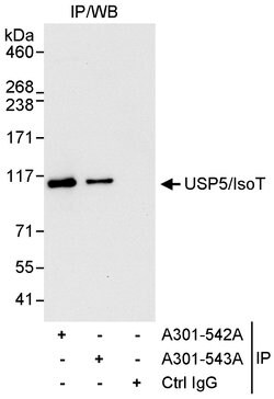 USP5/IsoT Rabbit anti-Human, Polyclonal, Bethyl Laboratories 100 &mu;L;