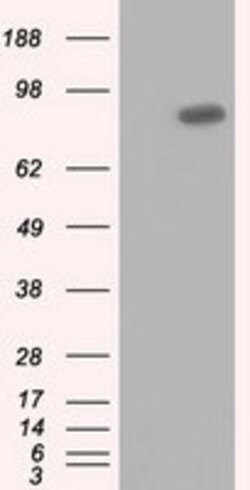 USP5 Mouse anti-Human, Clone: OTI2F5, lyophilized, TrueMAB 100 &mu;g; Unconjugated:Antibodies,