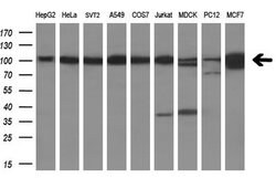 USP5 Mouse anti-Human, Clone: OTI2F5, lyophilized, TrueMAB 100 &mu;g; Unconjugated:Antibodies,