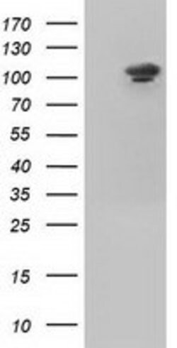 USP5 Mouse anti-Canine, Human, Rat, Clone: OTI2E3, lyophilized, TrueMAB