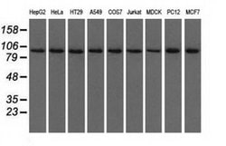 USP5 Monoclonal Antibody (OTI2E3), TrueMAB , OriGene 30 &mu;L; Unconjugated:Antibodies,