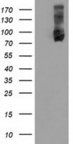 USP5 Mouse anti-Human, Clone: OTI1F9, lyophilized, TrueMAB 100 &mu;g; Unconjugated:Antibodies,