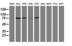 USP5 Mouse anti-Human, Clone: OTI1F9, lyophilized, TrueMAB 100 &mu;g; Unconjugated:Antibodies,