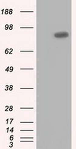 USP5 Monoclonal Antibody (OTI1A8), TrueMAB , OriGene 100 &mu;L; Unconjugated:Antibodies,