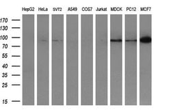 USP5 Monoclonal Antibody (OTI1A8), TrueMAB , OriGene 100 &mu;L; Unconjugated:Antibodies,