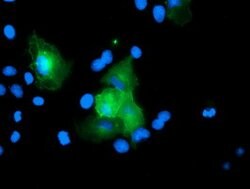 USP54 Mouse anti-Human, Clone: OTI1G6, lyophilized, TrueMAB 100 &mu;g;