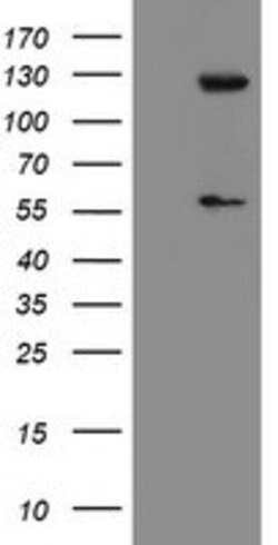 USP54 Mouse anti-Human, Clone: OTI1G6, lyophilized, TrueMAB 100 &mu;g;