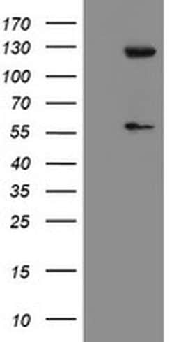 USP54 Monoclonal Antibody (OTI1G6), TrueMAB , OriGene:Antibodies:Primary