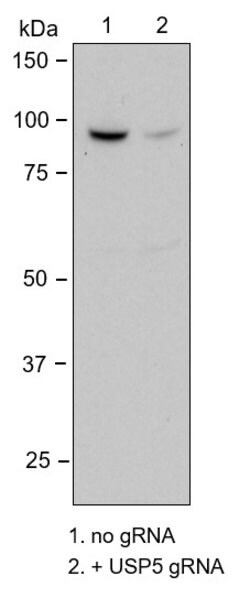 USP5 Polyclonal Antibody:Antibodies, Polyclonal