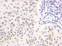 USP7 Rabbit anti-Human, Mouse, Rat, Polyclonal, Bethyl Laboratories 100