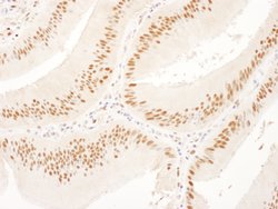 USP7 Goat anti-Human, Mouse, Polyclonal, Bethyl Laboratories 100 &mu;L;