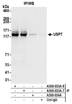 USP7 Rabbit anti-Human, Mouse, Polyclonal, Bethyl Laboratories 100 &mu;L;