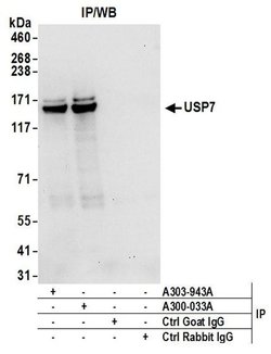 USP7 Goat anti-Human, Mouse, Polyclonal, Bethyl Laboratories 100 &mu;L;