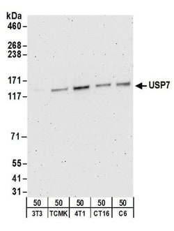 USP7 Rabbit anti-Human, Mouse, Rat, Polyclonal, Bethyl Laboratories 100