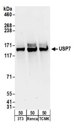 USP7 Goat anti-Human, Mouse, Polyclonal, Bethyl Laboratories 100 &mu;L;
