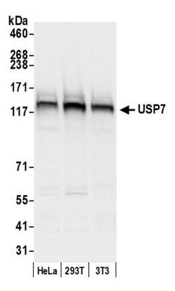 USP7 Polyclonal Antibody, Bethyl Laboratories 20 &mu;L; Unconjugated:Antibodies,