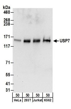 USP7 Rabbit anti-Human, Mouse, Rat, Polyclonal, Bethyl Laboratories 100