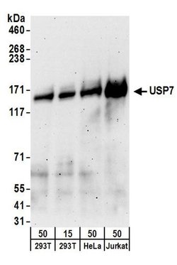 USP7 Goat anti-Human, Mouse, Polyclonal, Bethyl Laboratories 100 &mu;L;